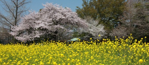 井草森公園の桜と菜の花