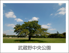 写真：武蔵野中央公園