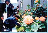 写真：高井戸中学校のバラ