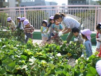 写真：屋上菜園での芋掘り
