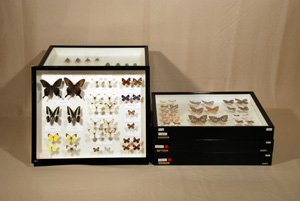 写真：昆虫標本群