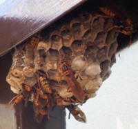 写真3：アシナガバチの巣