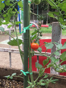写真　園庭で育てているトマト