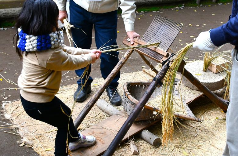 昔の農家の暮らし体験（稲の脱穀）