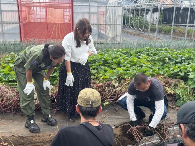 サツマイモ堀りを体験しました