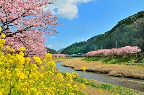 桜と菜の花写真