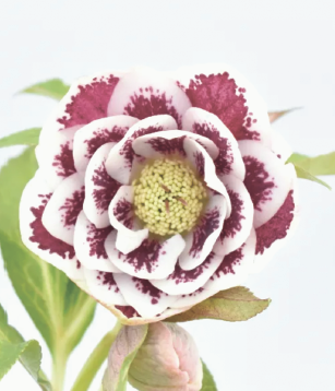 クリスマスローズ2