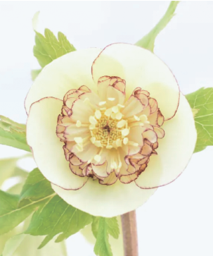 クリスマスローズ3