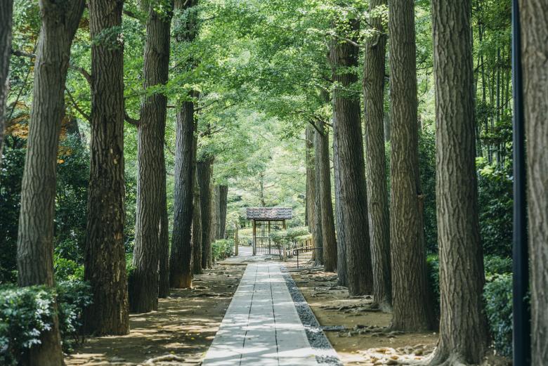 大田黒公園のイチョウ並木