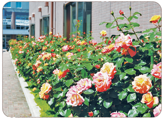 一般公開の画像