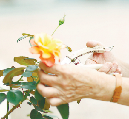 バラを剪定する様子