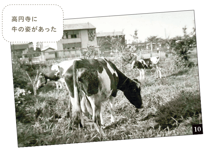 高円寺に牛の姿があった