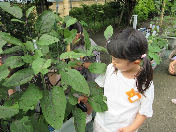 野菜採集