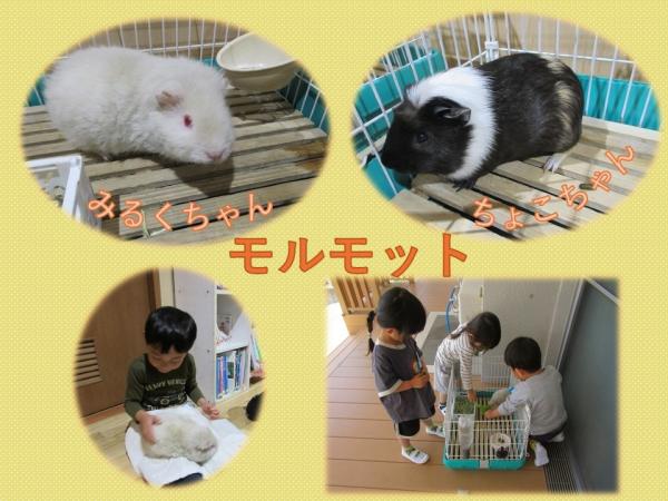 モルモット
