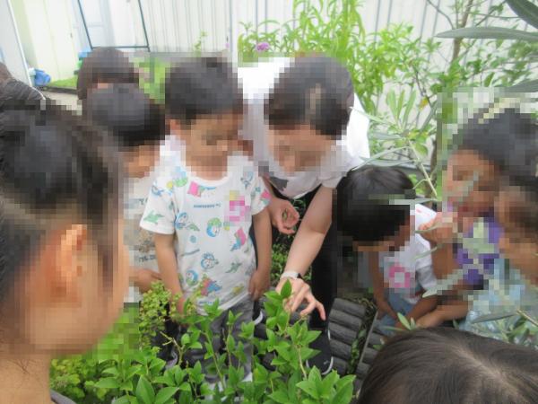 担任と一緒に植物を観察する園児