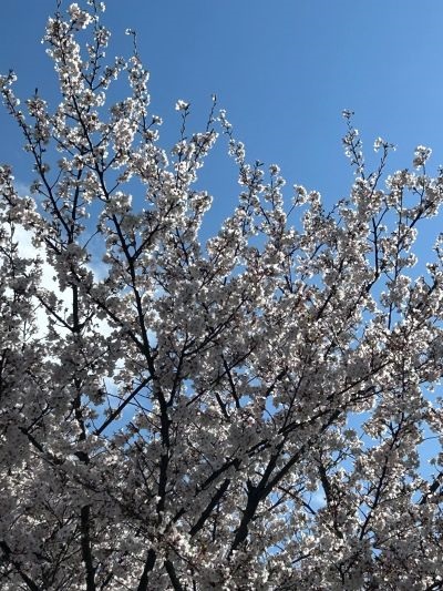 山桜