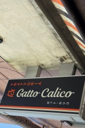 Gatto Calico